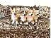 PoulaTo: Κουτάβια Pembroke Ουαλίας Corgi